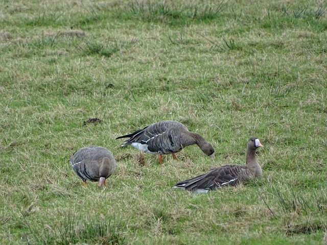 格尔的年龄 格尔的年龄